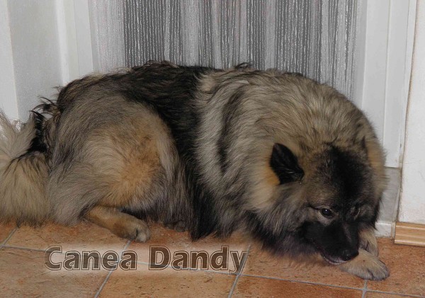 B Canea Dandy - fotogalerie2